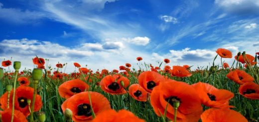 Отдых для желающих поставить палатку станет равносилен отелю