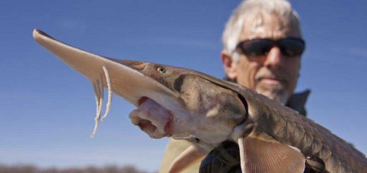 Задержан браконьер перевозивший белугу