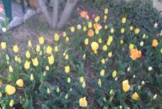 клумба-с-цветами