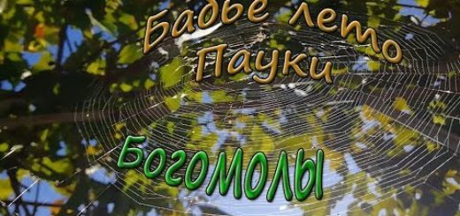 Бабье лето пауки паутинки богомолы