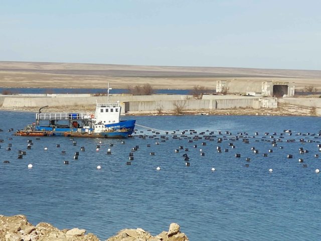 Новоозёрное мидийно устричная ферма Аква Альянс