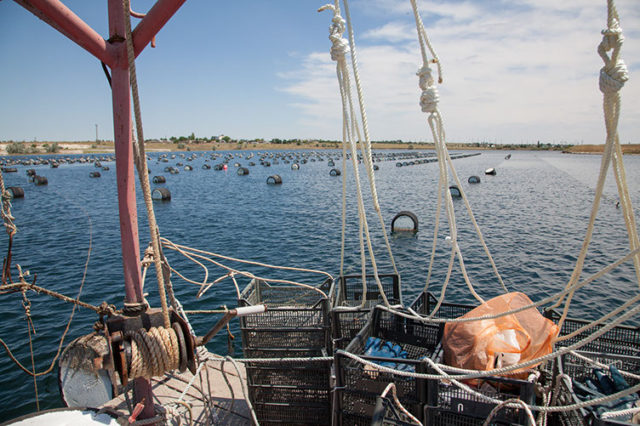 Новоозёрное мидийно устричная ферма Аква Альянс