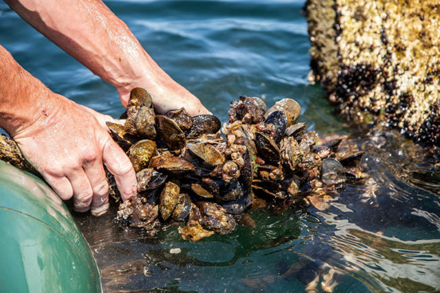 Новоозёрное мидийно устричная ферма Аква Альянс