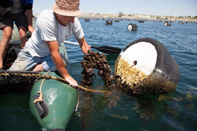 Новоозёрное мидийно устричная ферма Аква Альянс